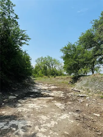 a view of a yard with plants and trees
