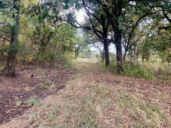 a view of a forest with trees