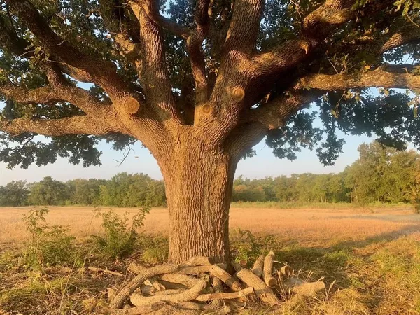 a view of a lake from a yard