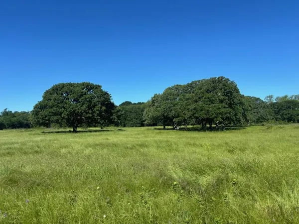 a view of a field of grass and trees