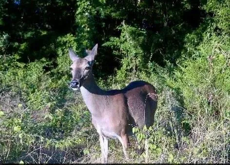 a view of a flower in a yard