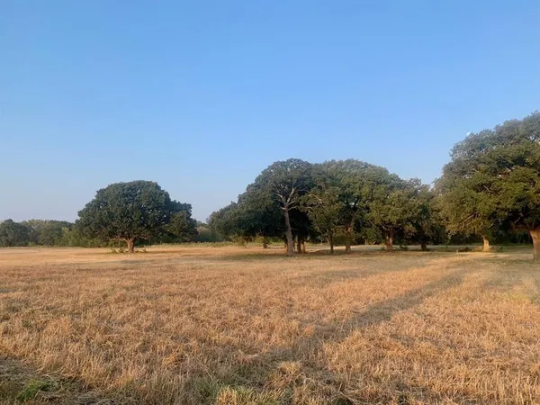 a view of a yard with a tree