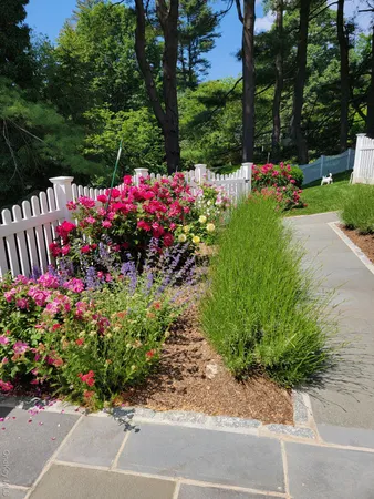 a bunch of flowers are in a yard