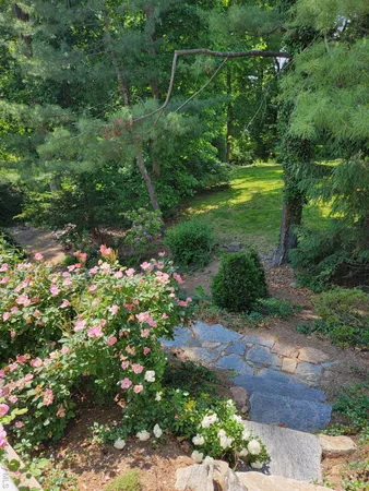 a view of a garden with plants and large trees