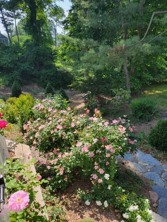 a picture of flowers