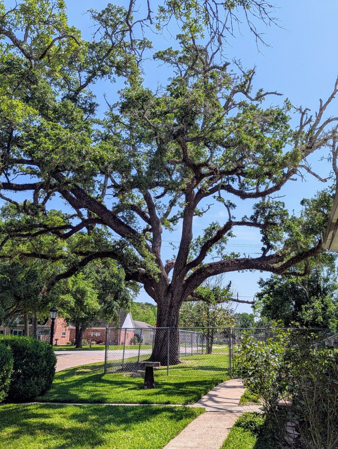 2654 Cos Street Liberty, TX 77575 - Photo 6 of 40 a view of a white house with a tree