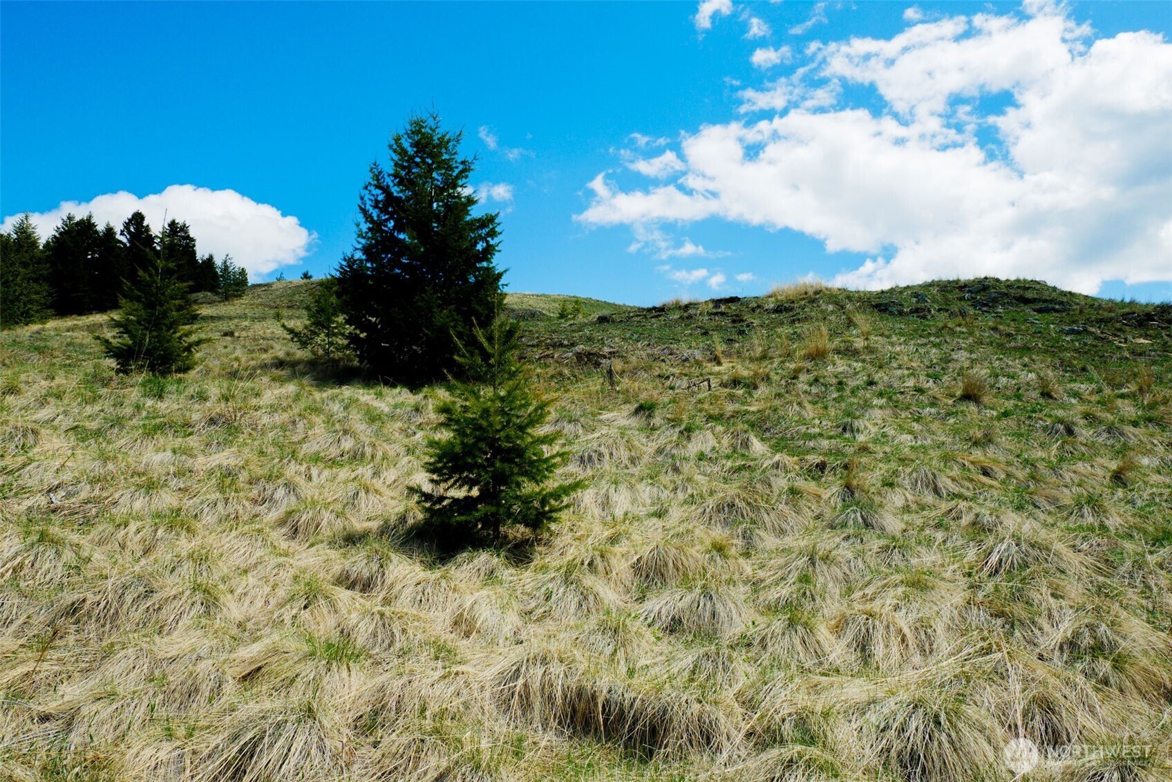 -tbd Tbd Janet Marie Road Tonasket, WA 98855 - Photo 12 of 19 a view of a yard with a tree