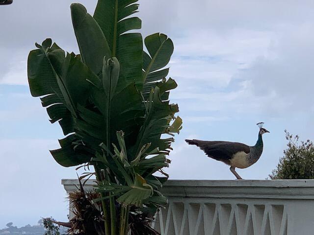 0 Mission Ridge Road Santa Barbara, CA 93103 - Photo 65 of 71 IMG_1743