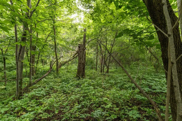 $585,000 | Tbd West Point Trail, Richville, MN 56576