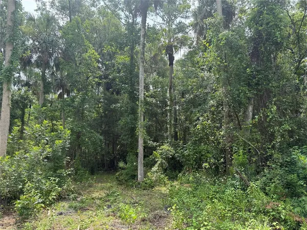 a view of a forest that has large trees