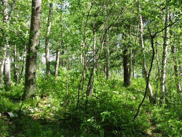 Lot 4 Little Bearskin Road Harshaw, WI 54529 - Photo 16 of 19 Gallery Image 16
