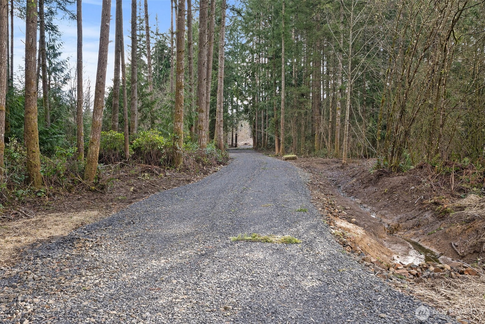 0 Little Hanaford Road, Unit B Centralia, WA 98531 - Photo 2 of 16 a view of a forest filled with trees