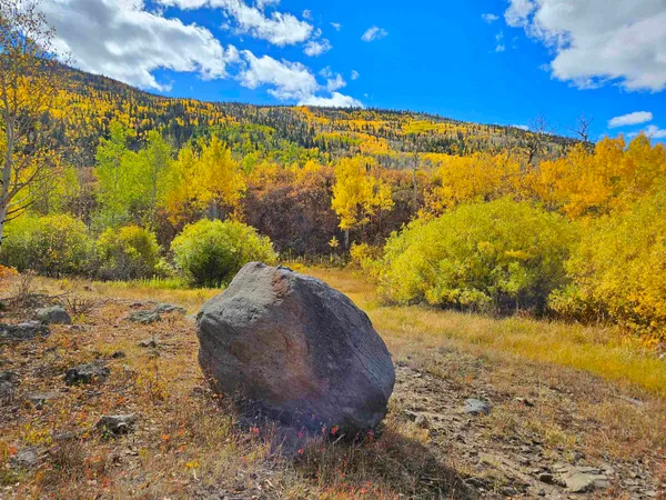 a picture of a tree