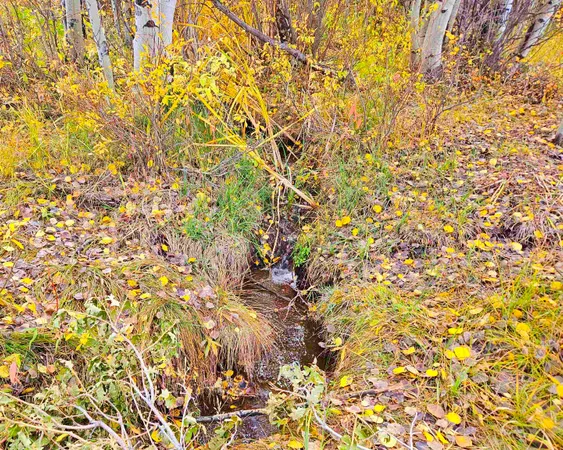 a view of a yard with wooden fence