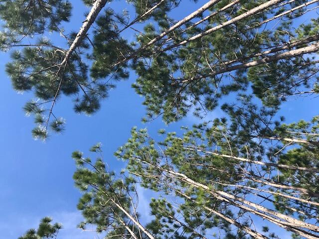 290 Jack Knife Drive Watersound, FL 32461 - Photo 34 of 40