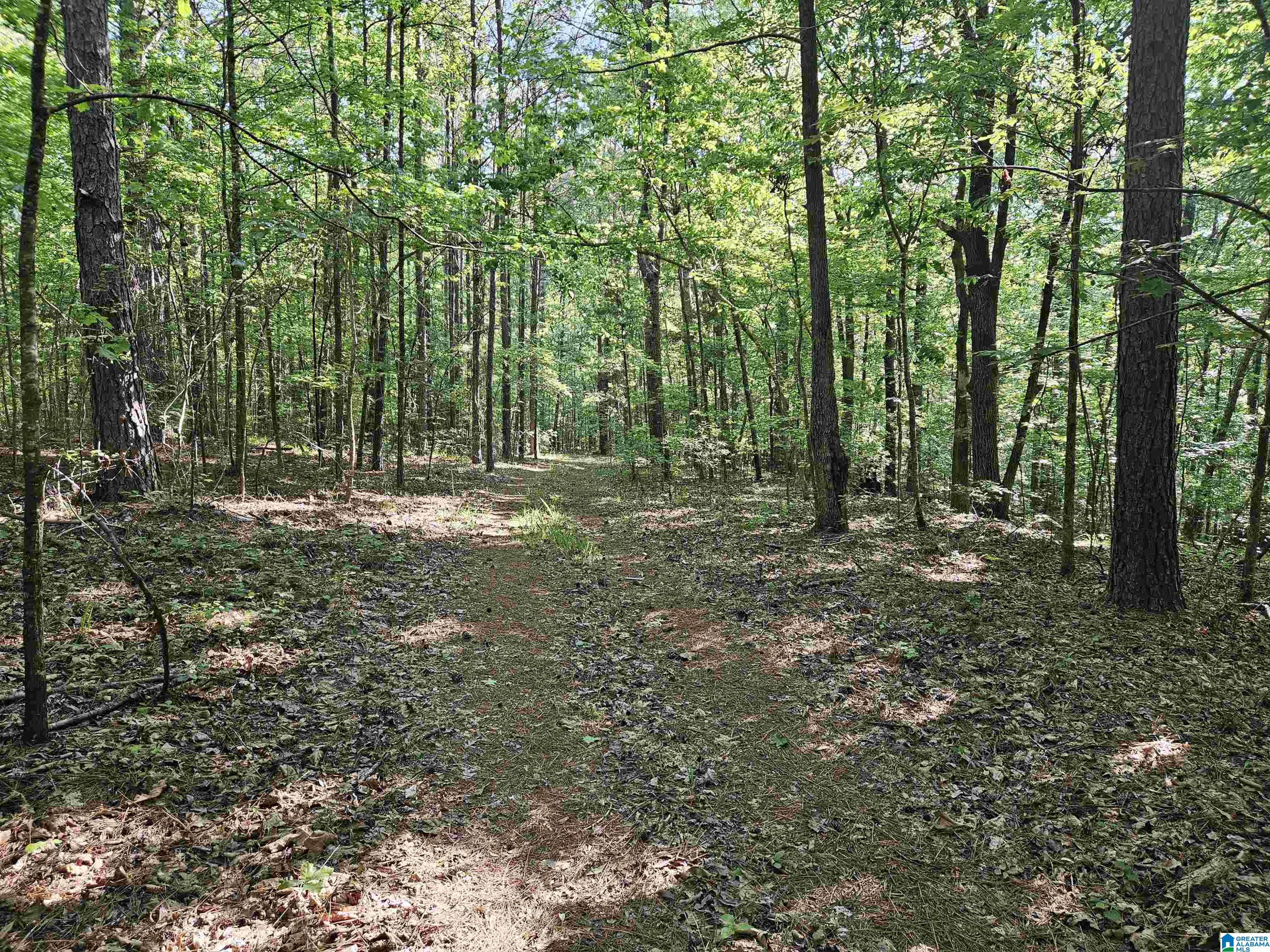 0 Mardis Lane Springville, AL 35146 - Photo 3 of 7