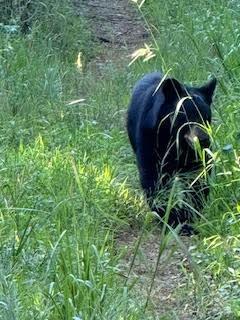338 Espen Ridge Asheville, NC 28804 - Photo 45 of 48