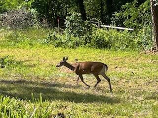 338 Espen Ridge Asheville, NC 28804 - Photo 46 of 48