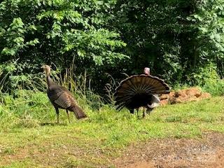 338 Espen Ridge Asheville, NC 28804 - Photo 47 of 48