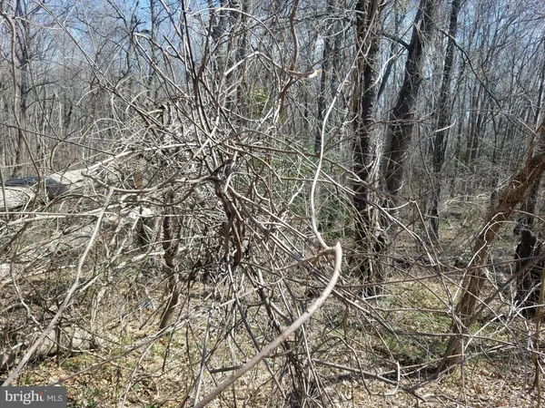 a view of a yard with a trees