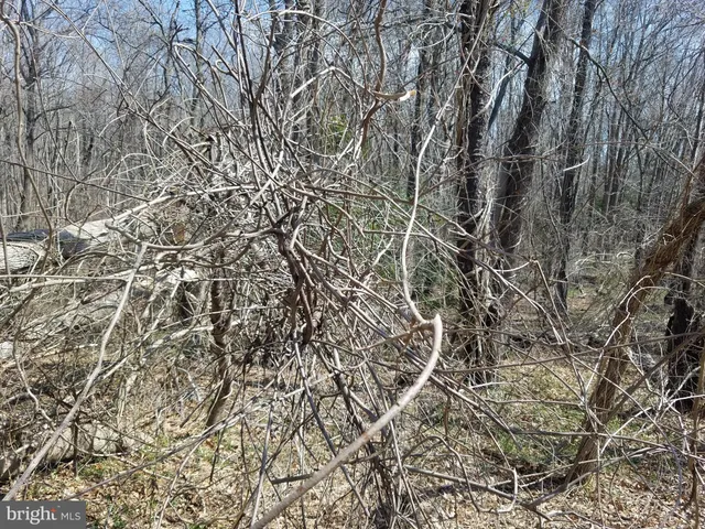 a view of a yard with a trees
