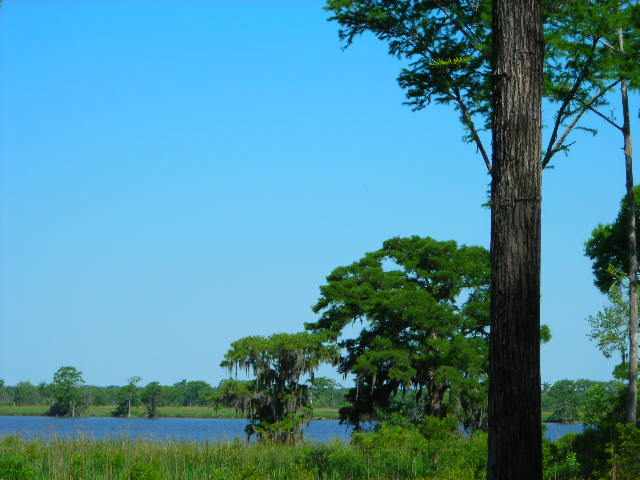 Lot 2 Rice Hope Lane Pawleys Island, SC 29585 - Photo 1 of 5 Gallery Image 1