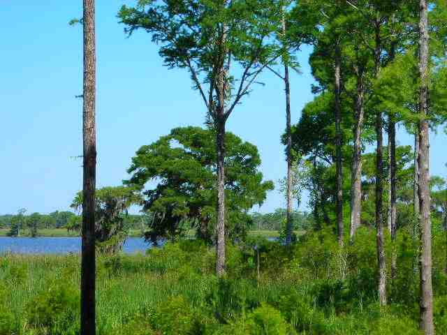 Lot 2 Rice Hope Lane Pawleys Island, SC 29585 - Photo 3 of 5 Gallery Image 3