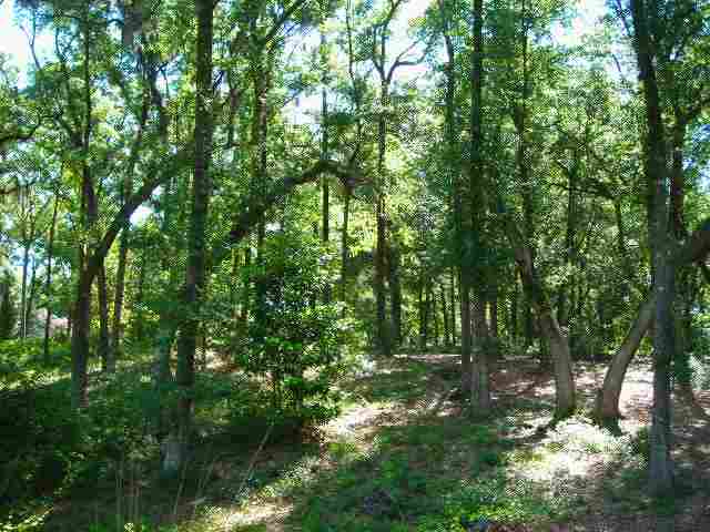 Lot 2 Rice Hope Lane Pawleys Island, SC 29585 - Photo 4 of 5 Gallery Image 4