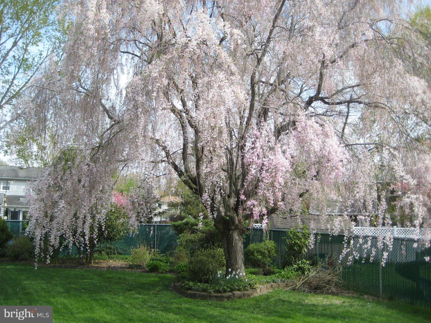 15 Marlon Pond Road Hamilton Square, NJ 08690 - Photo 22 of 25 Back Yard