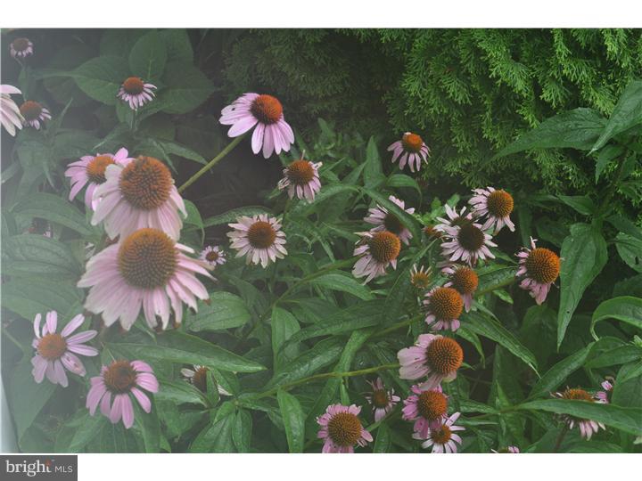 5 Coburn Road Pennington, NJ 08534 - Photo 20 of 25 a view of a flower