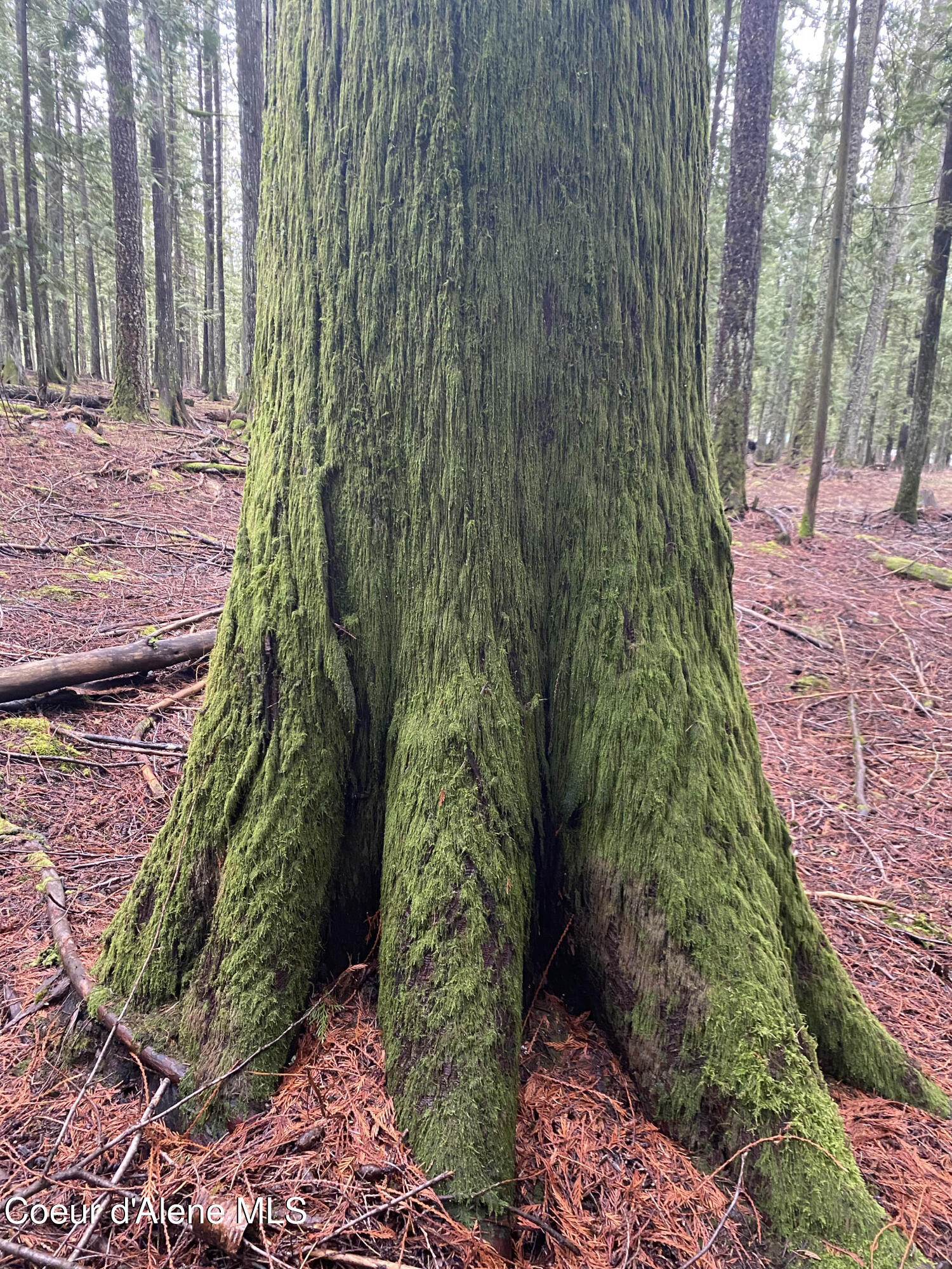 965 Denton Road Hope, ID 83836 - Photo 47 of 55 IMG_9561