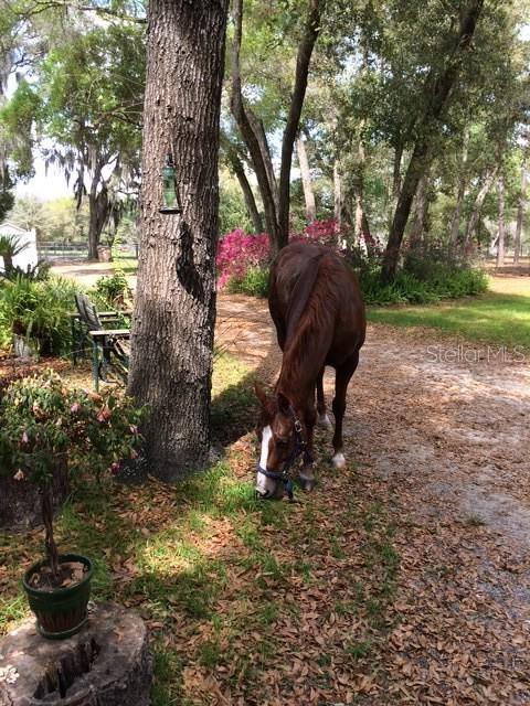 23404 Hobdy Road Sorrento, FL 32776 - Photo 50 of 51