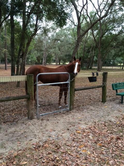 23404 Hobdy Road Sorrento, FL 32776 - Photo 51 of 51