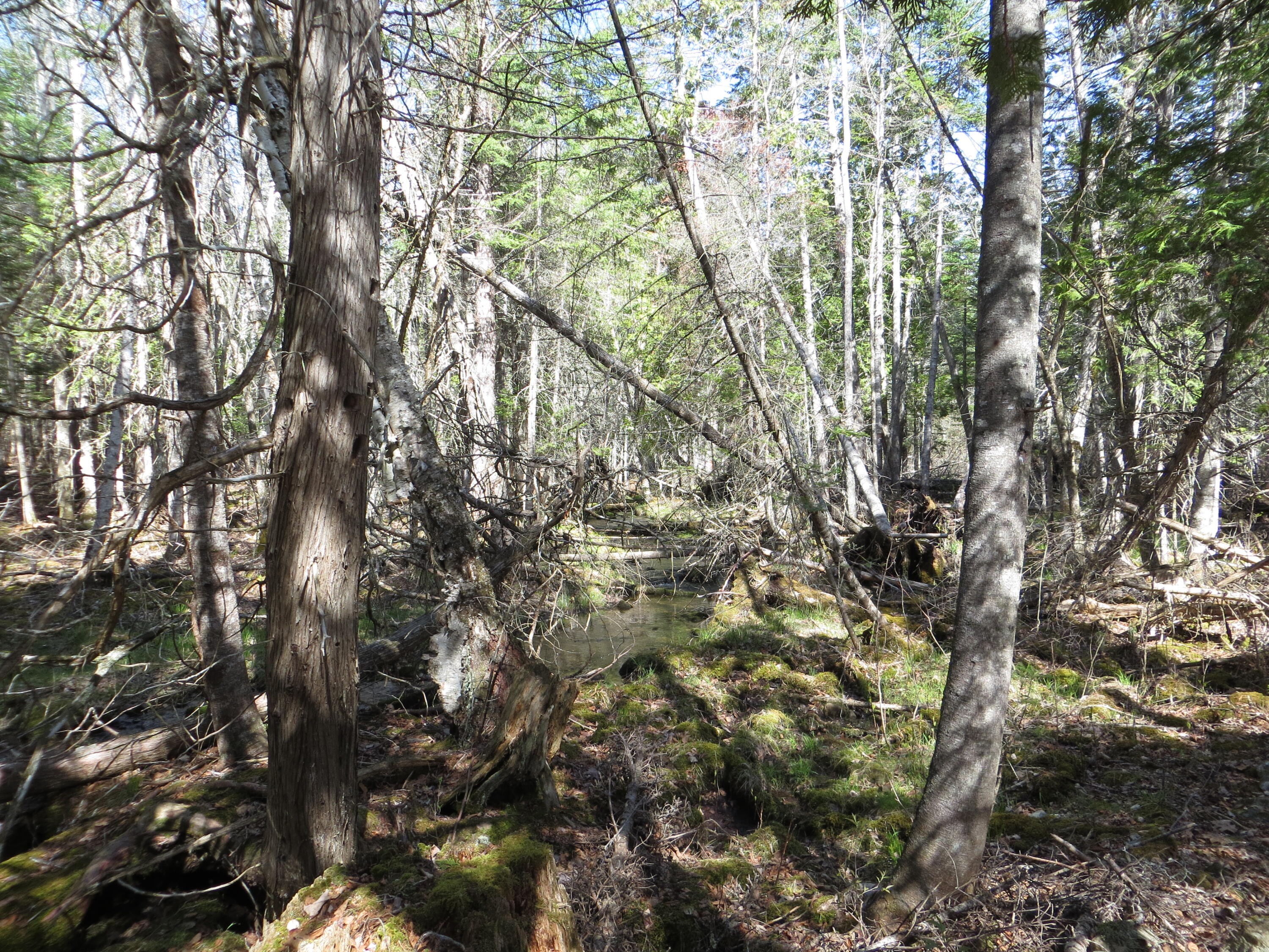 Tbd Fitz Road, Unit 1018 Kenduskeag, ME 04450 - Photo 2 of 8 Fitz Rd stream 1