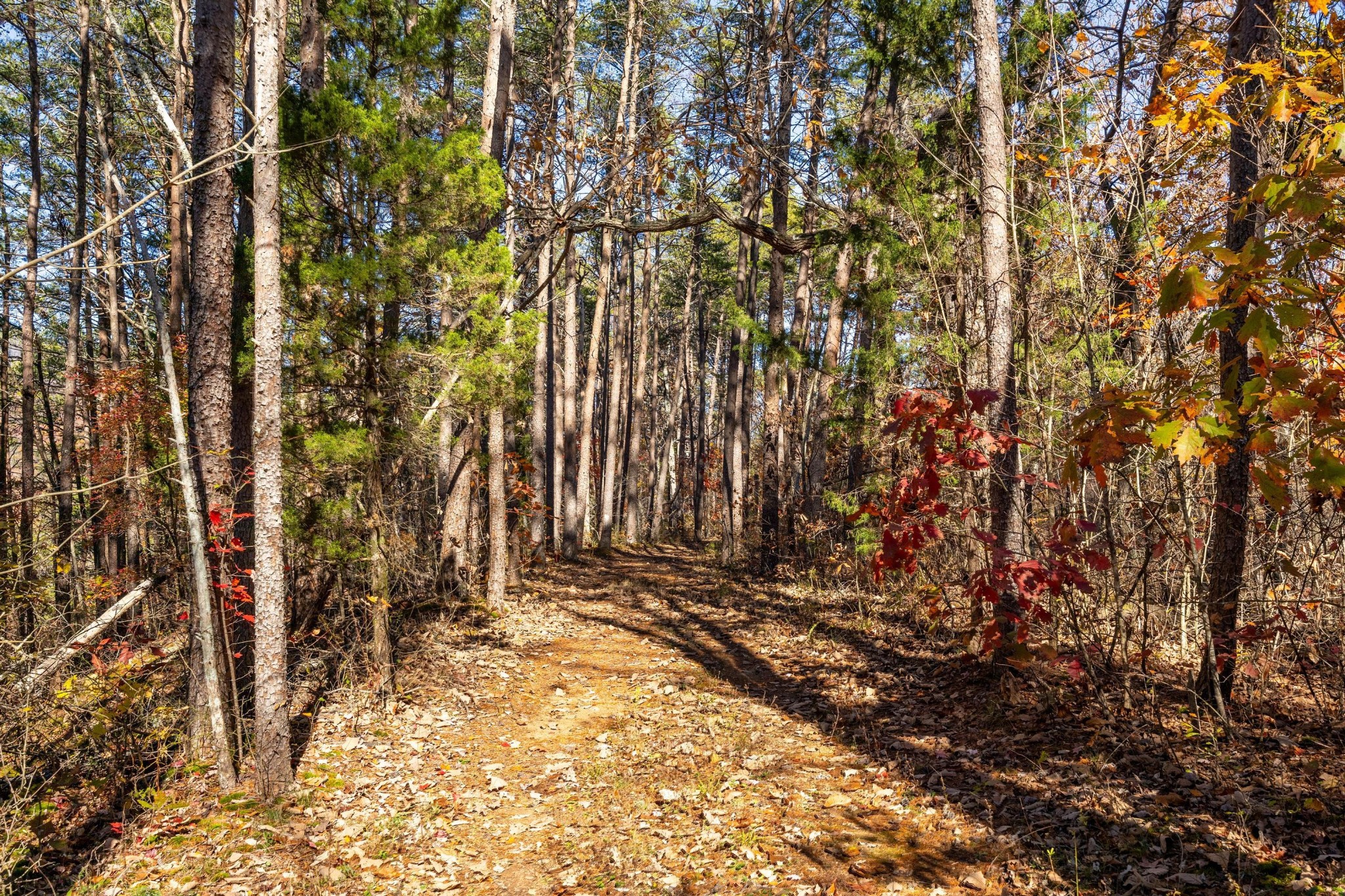 0 Powder Springs Circle Flintstone, GA 30725 - Photo 3 of 19 Gallery Image 3