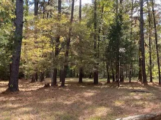 a view of a forest with trees in the background