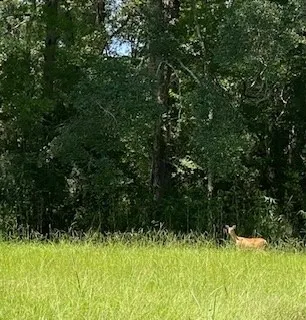 a view of outdoor space with lots of green space