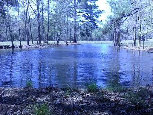 $989,000 | 3210 Farm To Market Road 3065, Colmesneil, TX 75938