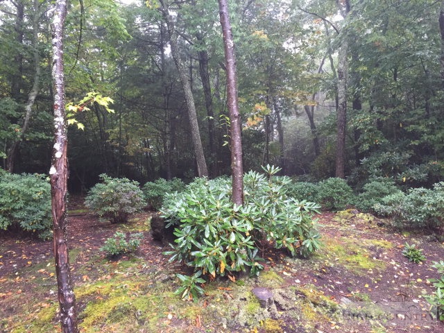 Aurora Boone, NC 28607 - Photo 1 of 6