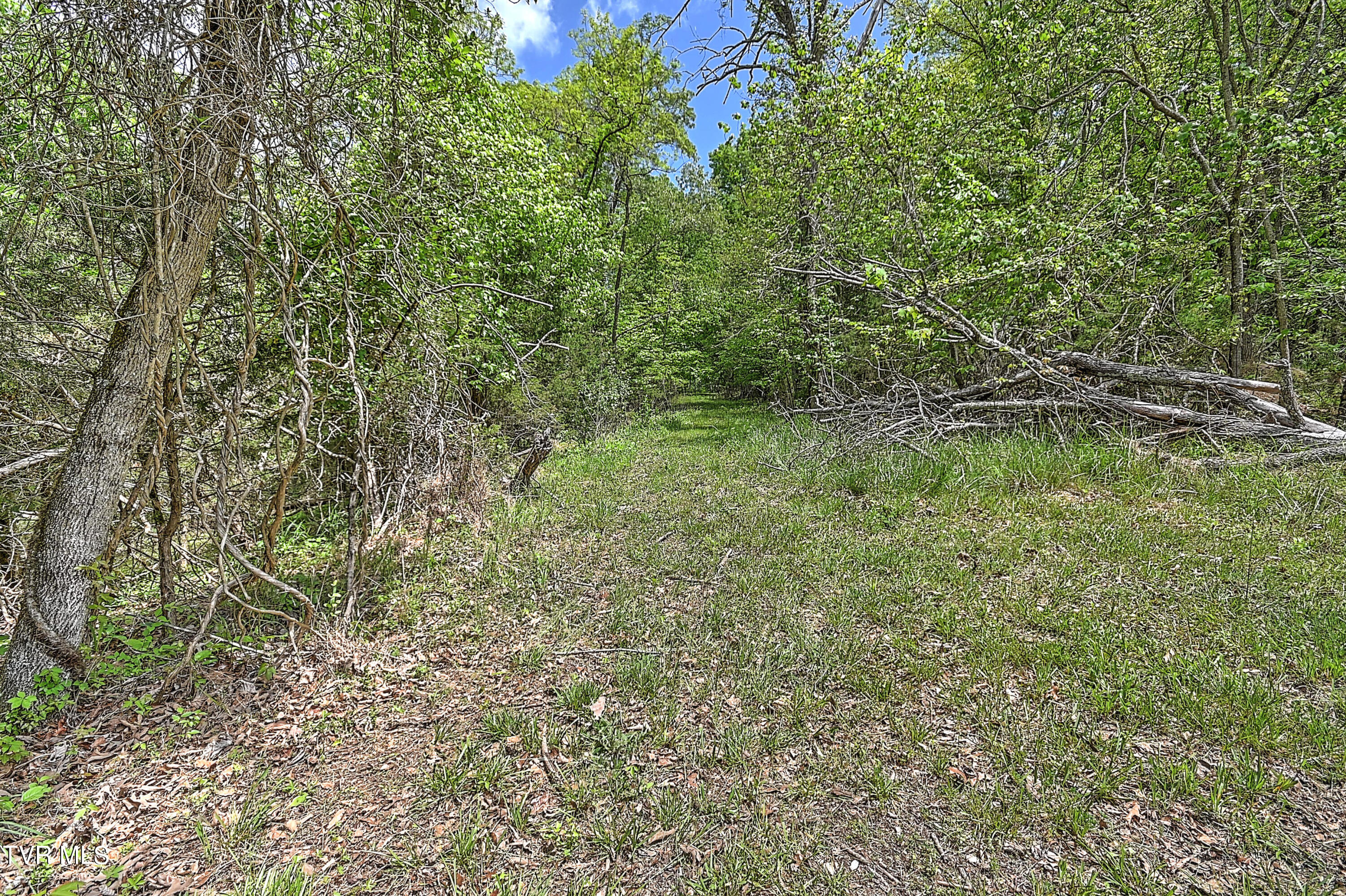 9.9-acres Buttermilk Road Gray, TN 37615 - Photo 14 of 23 TBD Buttermilk Rd-20