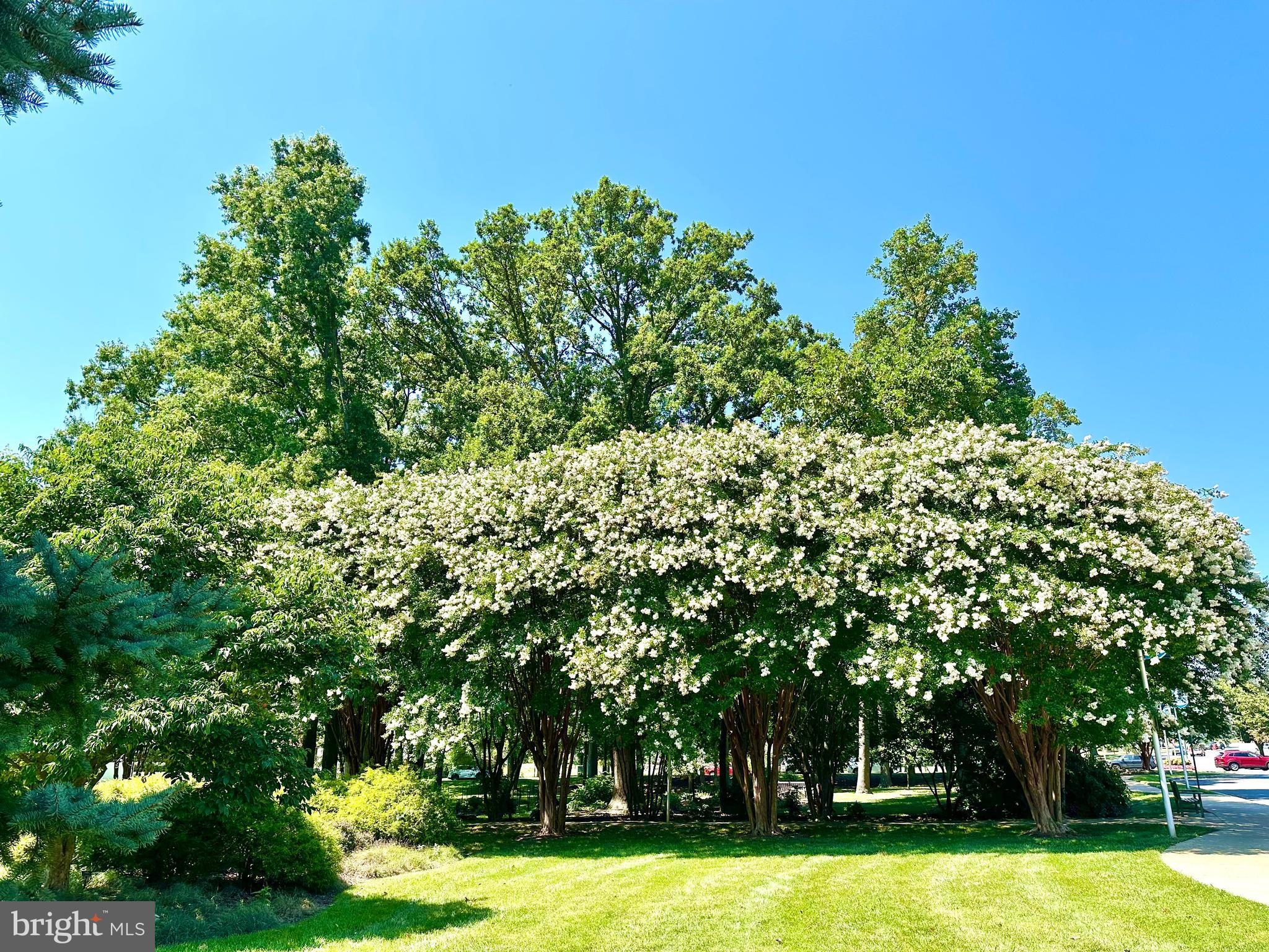 3309 Solomons Court, Unit 102C Silver Spring, MD 20906 - Photo 29 of 36 Crepe Myrtle in bloom
