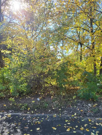 a view of a tree with a plant