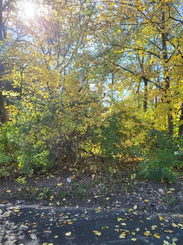 a view of a tree with a plant