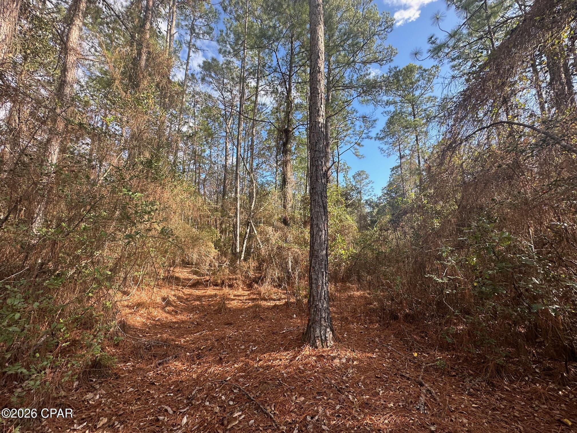 5033 Douglas Ferry Road Caryville, FL 32427 - Photo 5 of 11