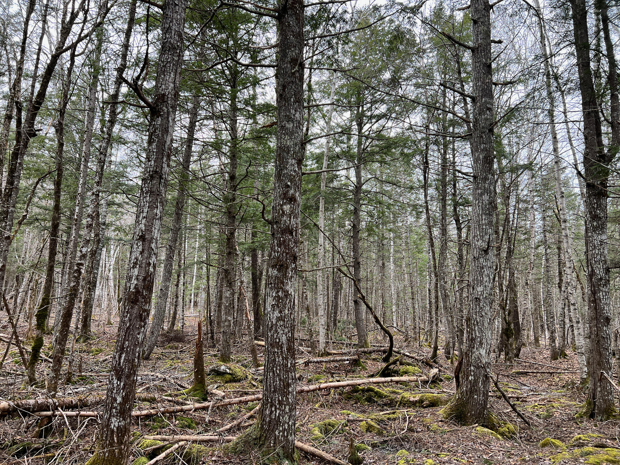 M2-l59-4 Dixmont Road Etna, ME 04434 - Photo 20 of 29 IMG_3338