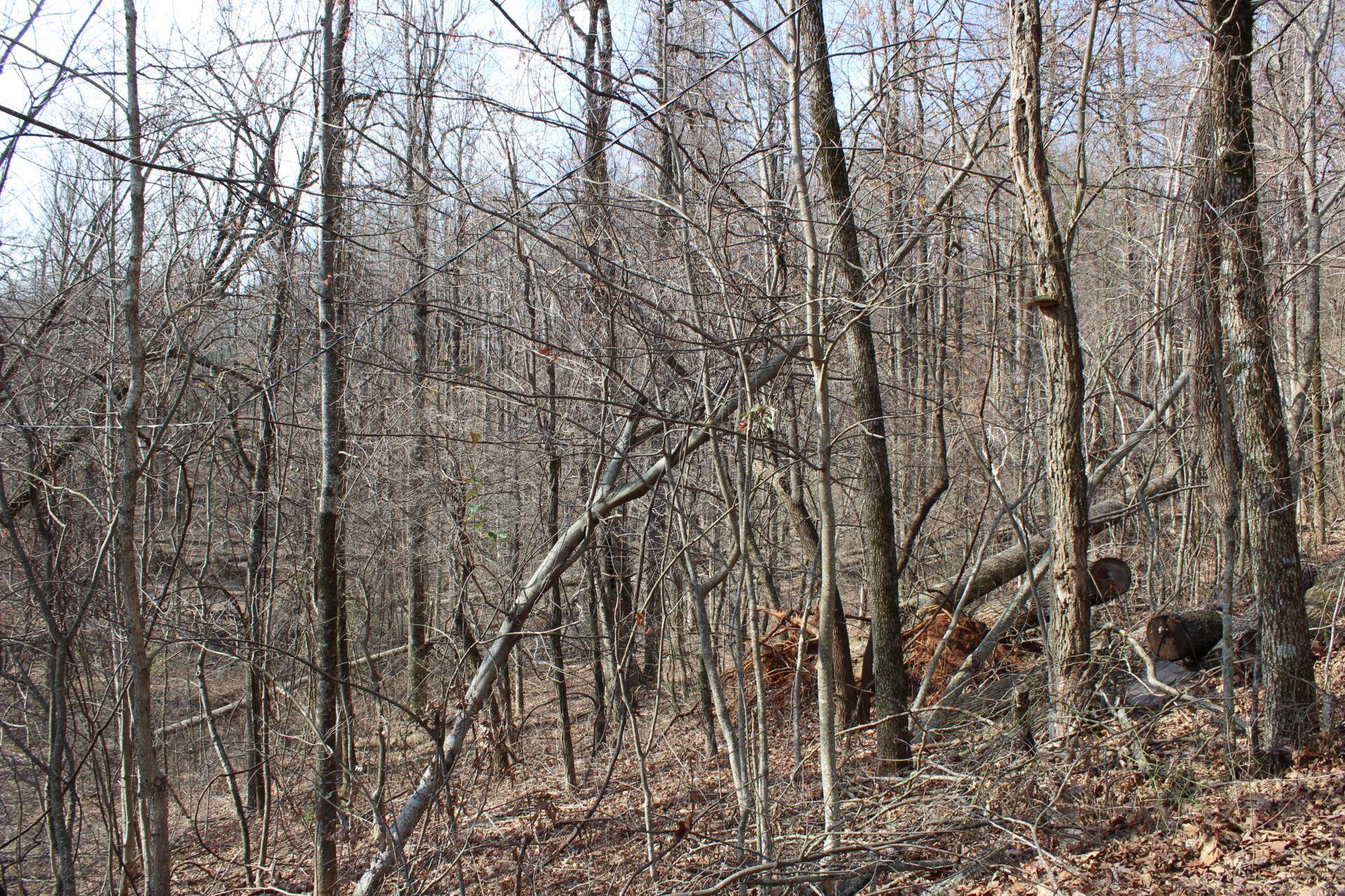 Lot 20 Sunset Ridge Drive Columbus, NC 28722 - Photo 14 of 19