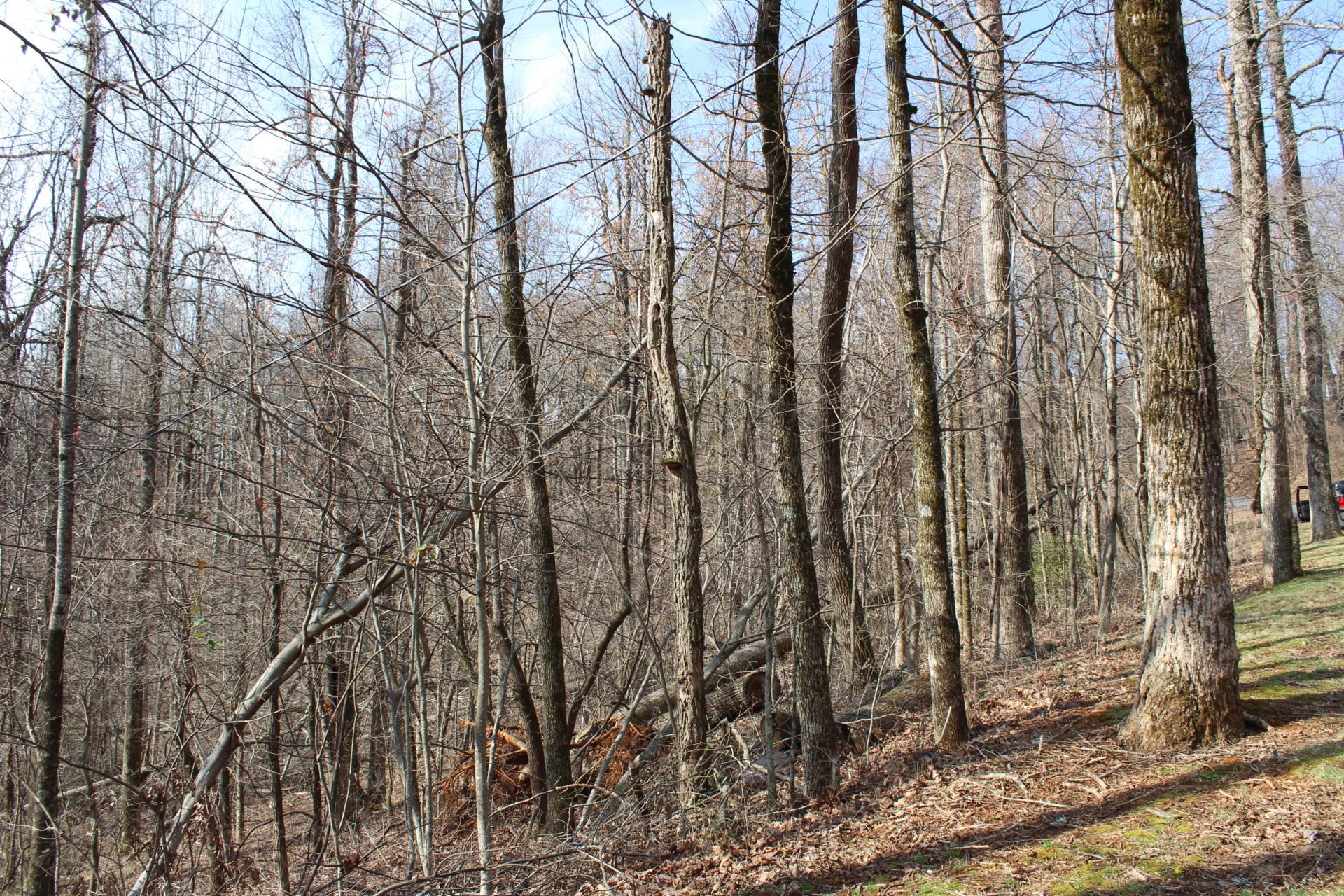 Lot 20 Sunset Ridge Drive Columbus, NC 28722 - Photo 6 of 19