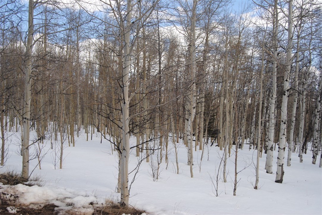 507 Lumberjack Road Fairplay, CO 80440 - Photo 25 of 27 Gallery Image 25