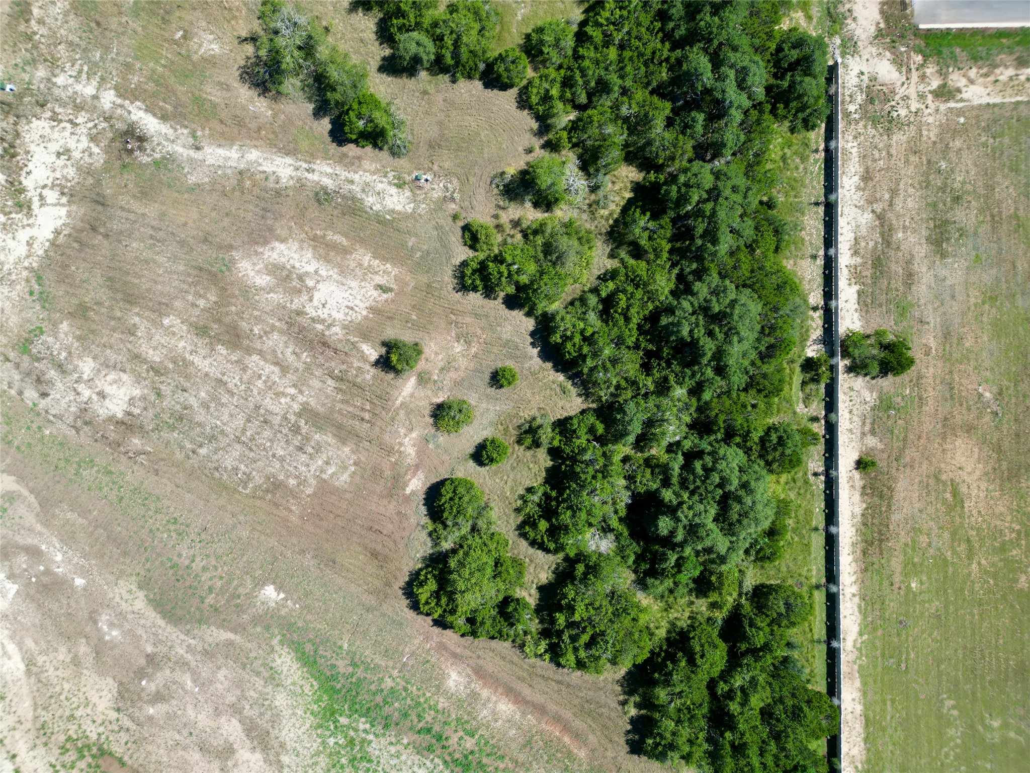 2201 Council Springs Pass Leander, TX 78641 - Photo 17 of 21 a plant that is in a garden