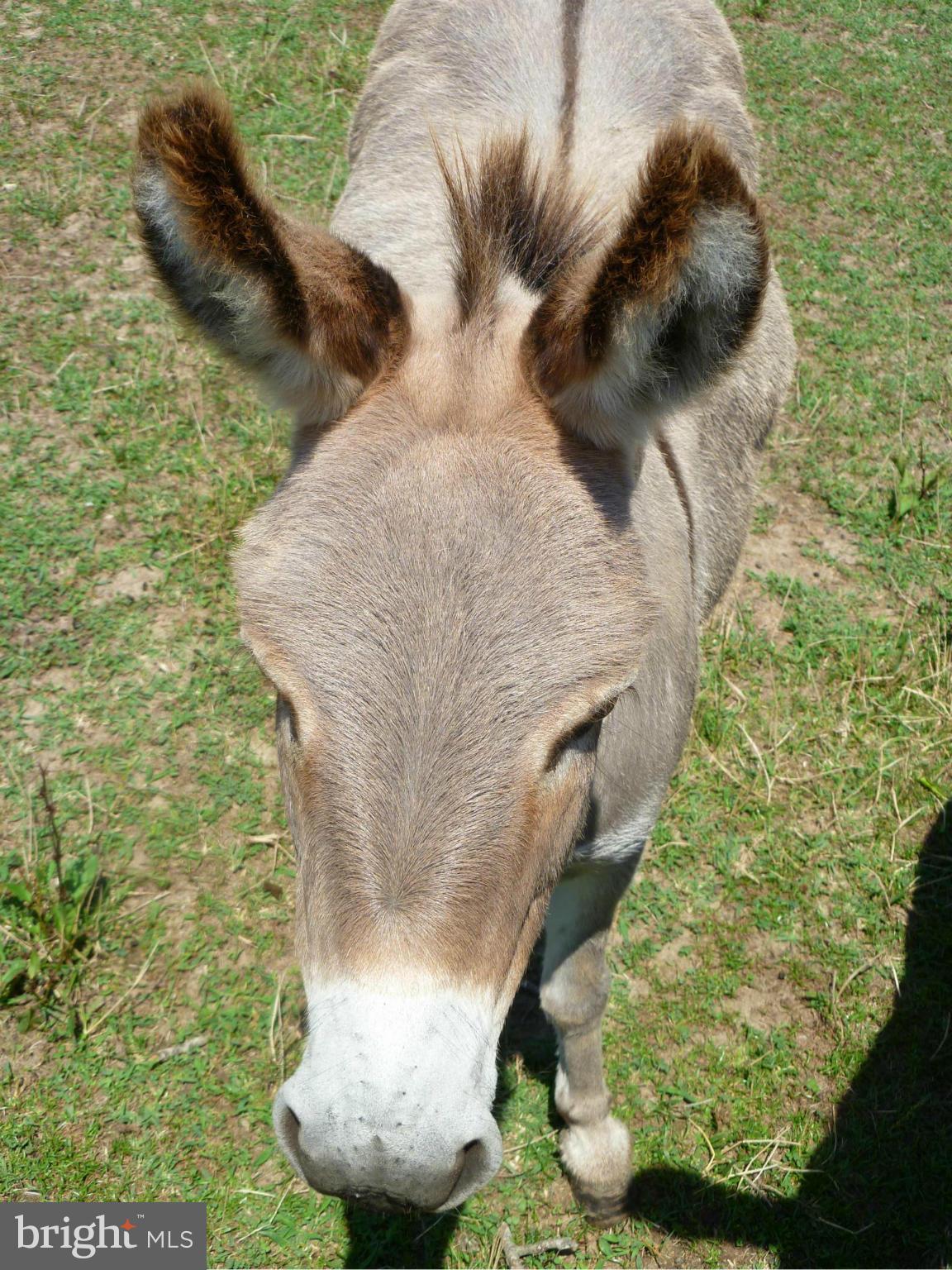 10383 Cliff Mills Road Marshall, VA 20115 - Photo 30 of 30 Be sure to greet the donkeys and goats!